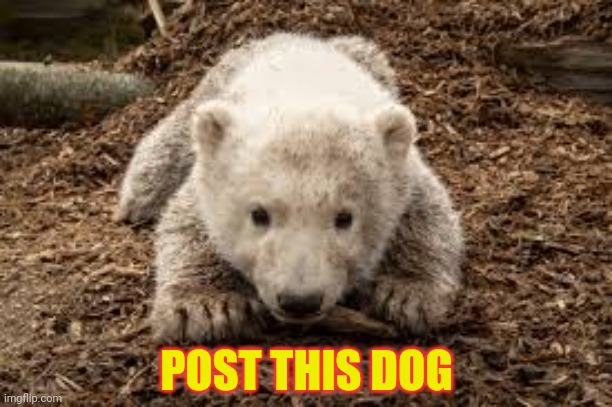 Post this dog. [Spam is allowed if it's only a few per day] | POST THIS DOG | image tagged in post this dog,cute dogs,doggo week,but why tho | made w/ Imgflip meme maker