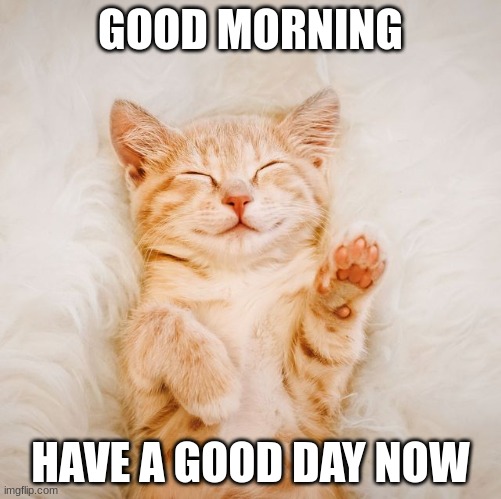 good morning cat | GOOD MORNING; HAVE A GOOD DAY NOW | image tagged in cat,cute,good morning | made w/ Imgflip meme maker