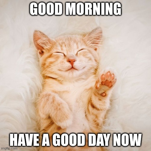 Good Morning Funny Kitten GIF