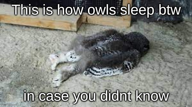 The more you know :) | This is how owls sleep btw; in case you didnt know | image tagged in owl,sleep | made w/ Imgflip meme maker