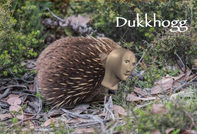 Meme man echidna Blank Meme Template