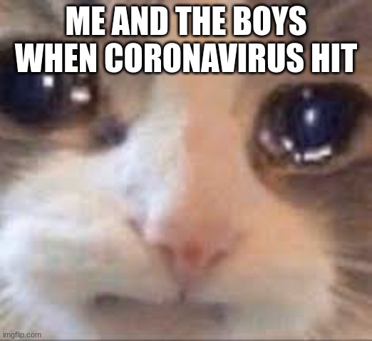 me when | ME AND THE BOYS WHEN CORONAVIRUS HIT | image tagged in funny cat memes | made w/ Imgflip meme maker