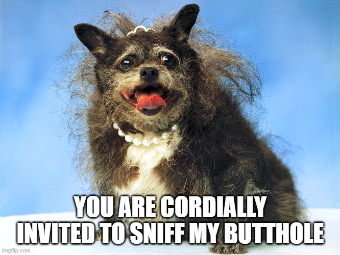Ugly Dog | YOU ARE CORDIALLY INVITED TO SNIFF MY BUTTHOLE | image tagged in ugly dog | made w/ Imgflip meme maker