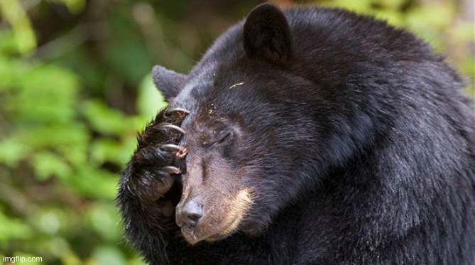 yao, what have you done! bear | image tagged in yao what have you done bear | made w/ Imgflip meme maker