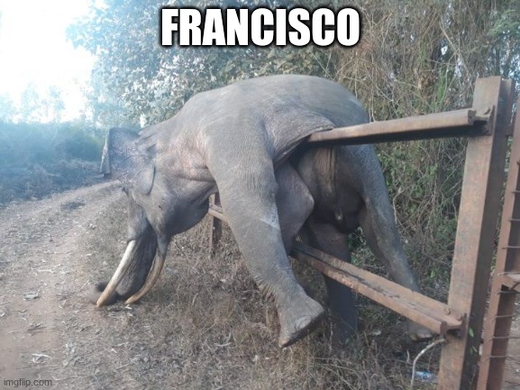 Profiting from spanish animals in odd spots | FRANCISCO | image tagged in elephant | made w/ Imgflip meme maker