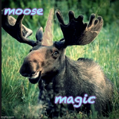 Moosicorn | moose magic | image tagged in moosicorn | made w/ Imgflip meme maker