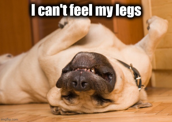 Sleeping dog | I can't feel my legs | image tagged in sleeping dog | made w/ Imgflip meme maker