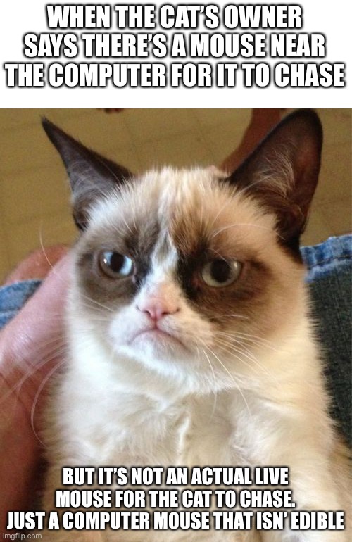 Grumpy cat | WHEN THE CAT’S OWNER SAYS THERE’S A MOUSE NEAR THE COMPUTER FOR IT TO CHASE; BUT IT’S NOT AN ACTUAL LIVE MOUSE FOR THE CAT TO CHASE. JUST A COMPUTER MOUSE THAT ISN’T EDIBLE | image tagged in memes,grumpy cat,cats | made w/ Imgflip meme maker