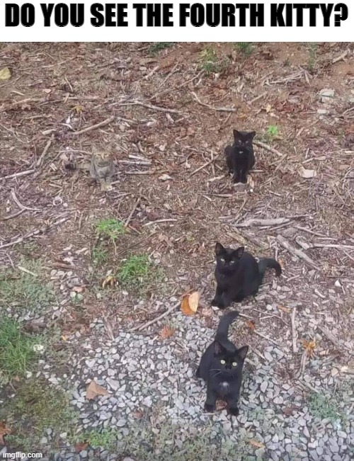 Can you see 4 kitties | DO YOU SEE THE FOURTH KITTY? | image tagged in kittens | made w/ Imgflip meme maker
