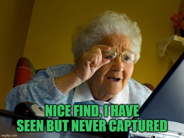 Grandma Finds The Internet Meme | NICE FIND, I HAVE SEEN BUT NEVER CAPTURED | image tagged in memes,grandma finds the internet | made w/ Imgflip meme maker
