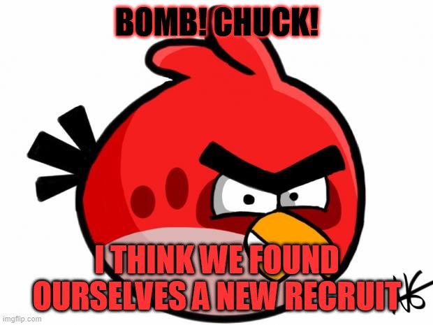 Angry Bird | BOMB! CHUCK! I THINK WE FOUND OURSELVES A NEW RECRUIT | image tagged in angry bird | made w/ Imgflip meme maker