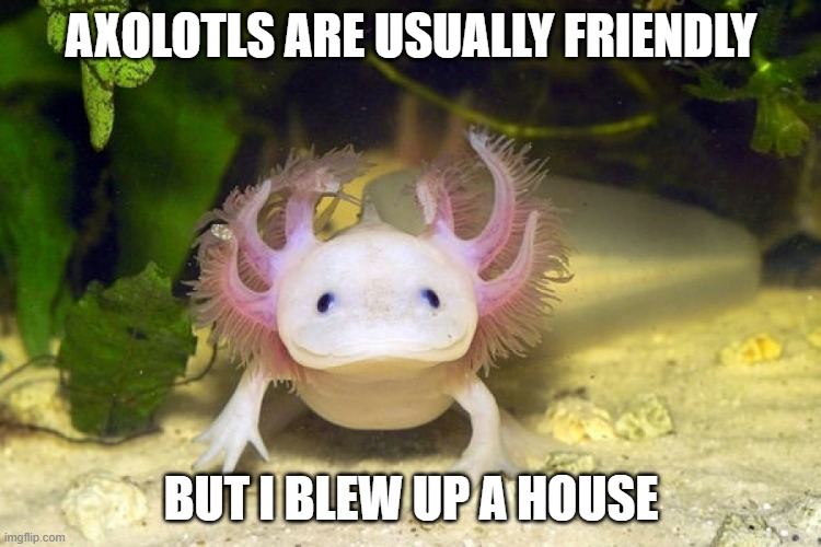 axlotl | AXOLOTLS ARE USUALLY FRIENDLY; BUT I BLEW UP A HOUSE | image tagged in axolotl | made w/ Imgflip meme maker