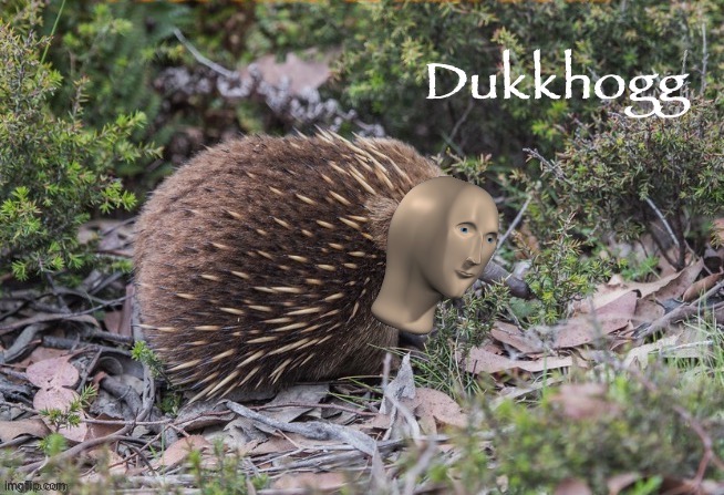 Meme man echidna | image tagged in meme man echidna | made w/ Imgflip meme maker