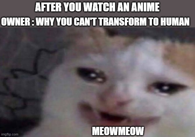 meowmeow | OWNER : WHY YOU CAN'T TRANSFORM TO HUMAN; AFTER YOU WATCH AN ANIME; MEOWMEOW | image tagged in cancer cat | made w/ Imgflip meme maker