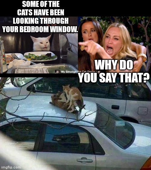 SOME OF THE CATS HAVE BEEN LOOKING THROUGH YOUR BEDROOM WINDOW. WHY DO YOU SAY THAT? | image tagged in smudge the cat | made w/ Imgflip meme maker