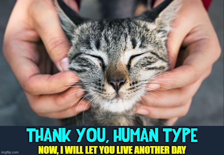 "U listen well, slave. I reward with  3 massages today —instead of 2." | THANK YOU, HUMAN TYPE; NOW, I WILL LET YOU LIVE ANOTHER DAY | image tagged in vince vance,cats,massage,memes,human,i love cats | made w/ Imgflip meme maker