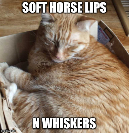 sleeping r***** | SOFT HORSE LIPS N WHISKERS | image tagged in sleeping r | made w/ Imgflip meme maker