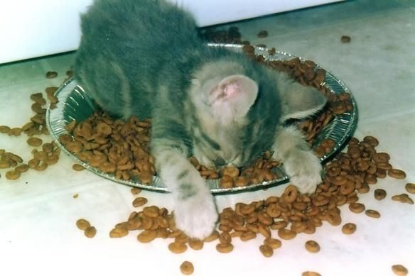 Cat Passed Out Food Bowl Blank Meme Template