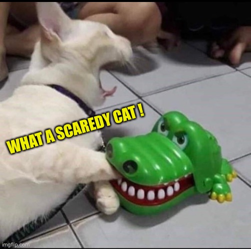 Cat bitten by toy alligator | WHAT A SCAREDY CAT ! | image tagged in cat bitten by toy alligator | made w/ Imgflip meme maker