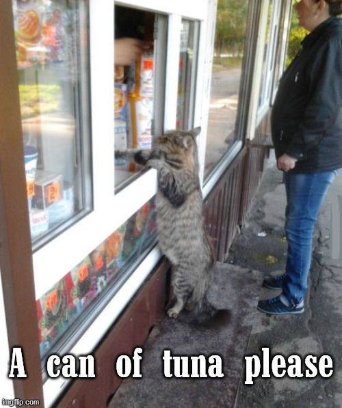 A can of tuna please | image tagged in cats | made w/ Imgflip meme maker