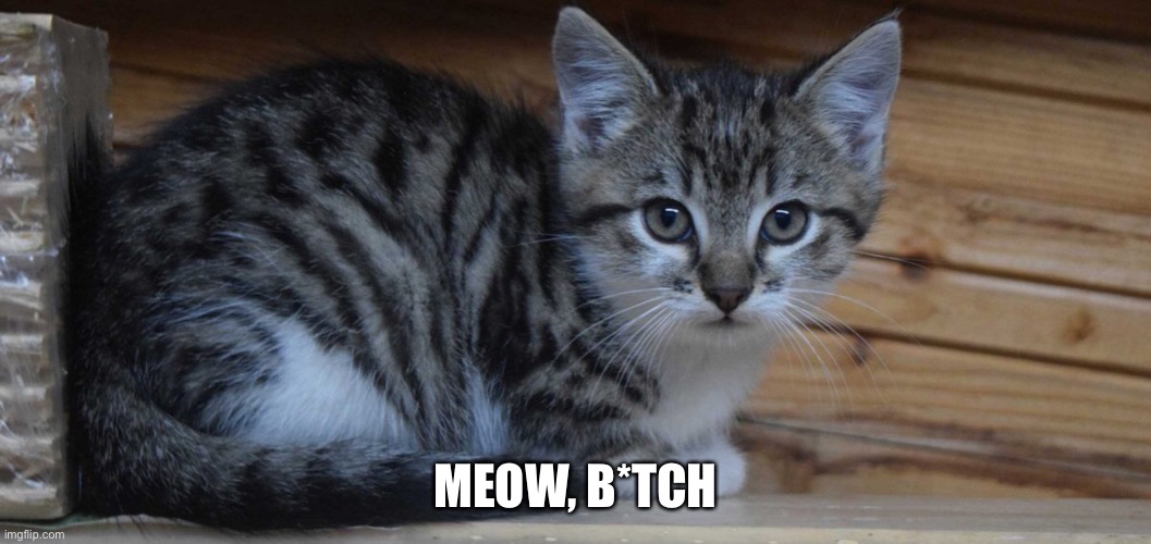 Meow | MEOW, B*TCH | image tagged in meow,more meow | made w/ Imgflip meme maker