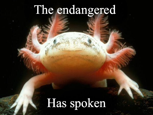 Mexican Axolotl | The endangered Has spoken | image tagged in mexican axolotl | made w/ Imgflip meme maker