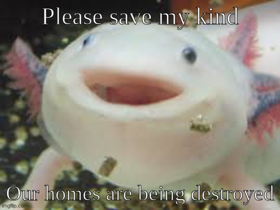Endangered Species | Please save my kind Our homes are being destroyed | image tagged in axolotl | made w/ Imgflip meme maker