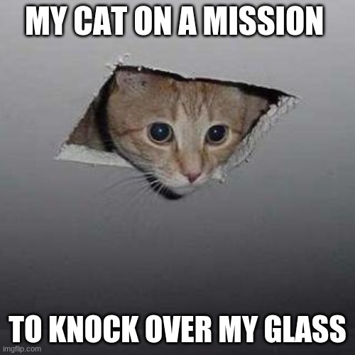 Ceiling Cat | MY CAT ON A MISSION; TO KNOCK OVER MY GLASS | image tagged in memes,ceiling cat | made w/ Imgflip meme maker