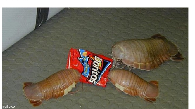 it is real isopod hours | made w/ Imgflip meme maker