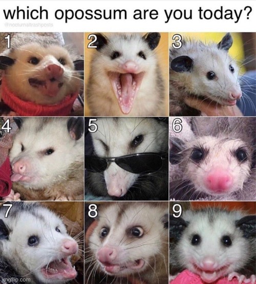 Opossum | image tagged in possum,which one | made w/ Imgflip meme maker
