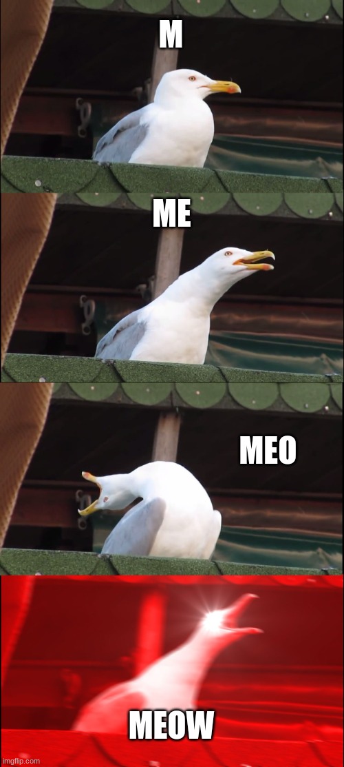 *cat noises* | M; ME; MEO; MEOW | image tagged in memes,inhaling seagull | made w/ Imgflip meme maker