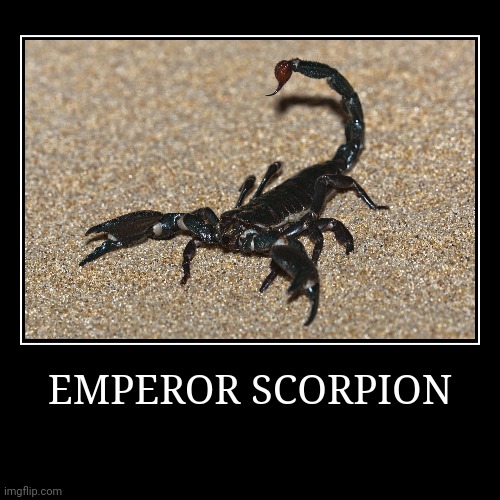 Emperor Scorpion | EMPEROR SCORPION | | image tagged in demotivationals,scorpion | made w/ Imgflip demotivational maker