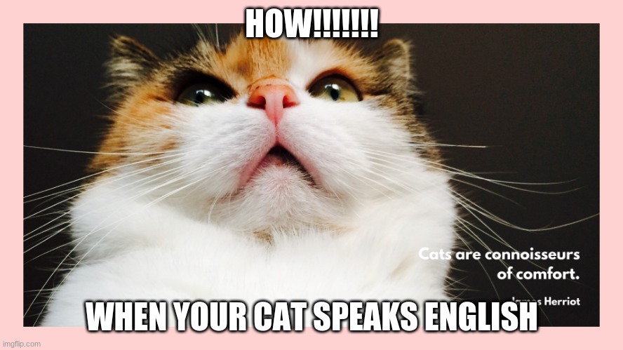 HOW!!!!!!! WHEN YOUR CAT SPEAKS ENGLISH | image tagged in memes,cats | made w/ Imgflip meme maker