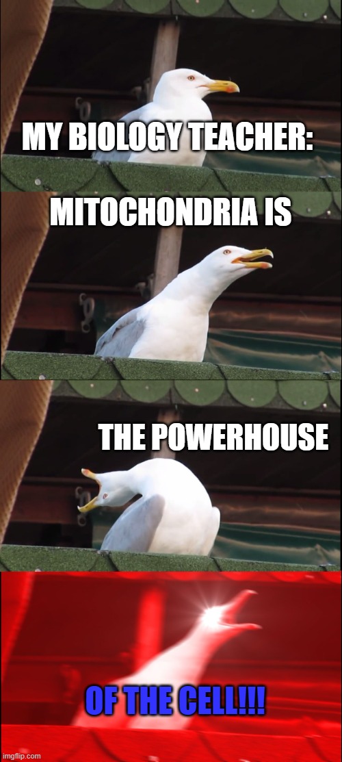 Mitochondria is the powerhouse of the cell | MY BIOLOGY TEACHER:; MITOCHONDRIA IS; THE POWERHOUSE; OF THE CELL!!! | image tagged in memes,inhaling seagull,funny memes,mitochondria,biology | made w/ Imgflip meme maker