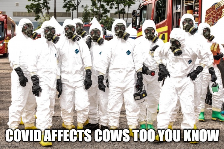 Hazmat suits | COVID AFFECTS COWS TOO YOU KNOW | image tagged in hazmat suits | made w/ Imgflip meme maker