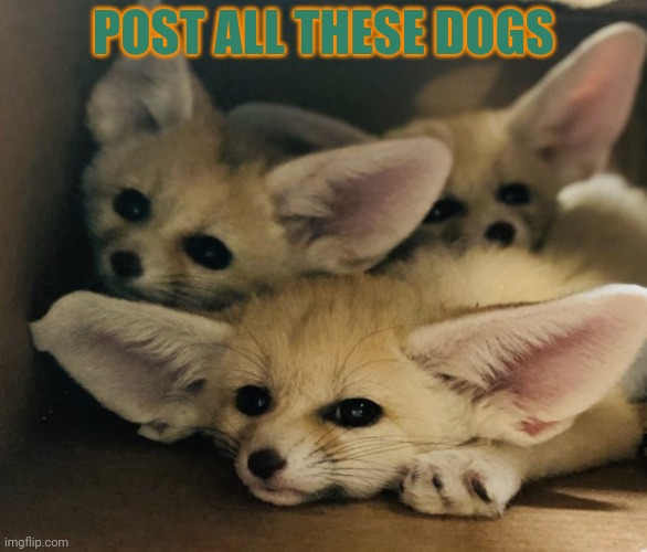 Post this dog | POST ALL THESE DOGS | image tagged in post,all,the,dogs,post this doge,doggo week | made w/ Imgflip meme maker