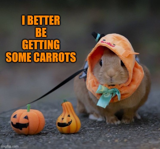 TRUCK OR TREAT BUNNY | I BETTER BE GETTING SOME CARROTS | image tagged in bunny,rabbit,pumpkin,trick or treat,spooktober | made w/ Imgflip meme maker