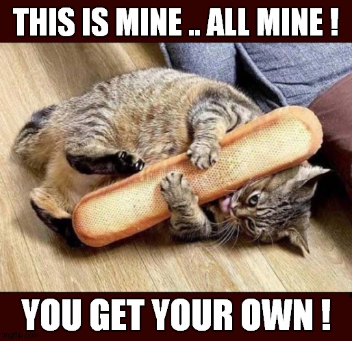 A Possessive Cat ! | THIS IS MINE .. ALL MINE ! YOU GET YOUR OWN ! | image tagged in cats,mine | made w/ Imgflip meme maker