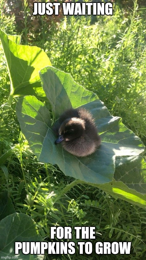 DUCKLING ON A PUMPKIN LEAF | JUST WAITING; FOR THE PUMPKINS TO GROW | image tagged in ducks,duck,duckling,pumpkin | made w/ Imgflip meme maker