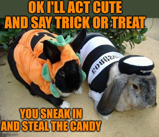 BUNNIES HAVE A PLAN | OK I'LL ACT CUTE AND SAY TRICK OR TREAT; YOU SNEAK IN AND STEAL THE CANDY | image tagged in bunnies,rabbits,bunny,trick or treat,spooktober,halloween | made w/ Imgflip meme maker