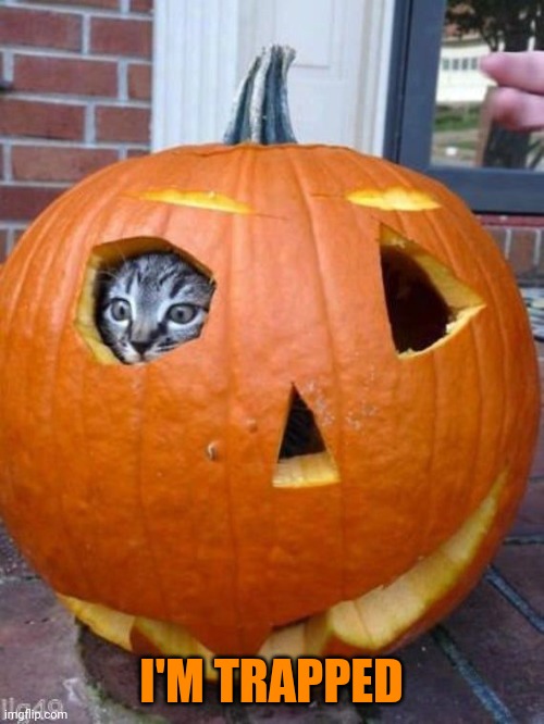STUCK IN A PUMPKIN | I'M TRAPPED | image tagged in cats,funny cats,pumpkin,spooktober | made w/ Imgflip meme maker