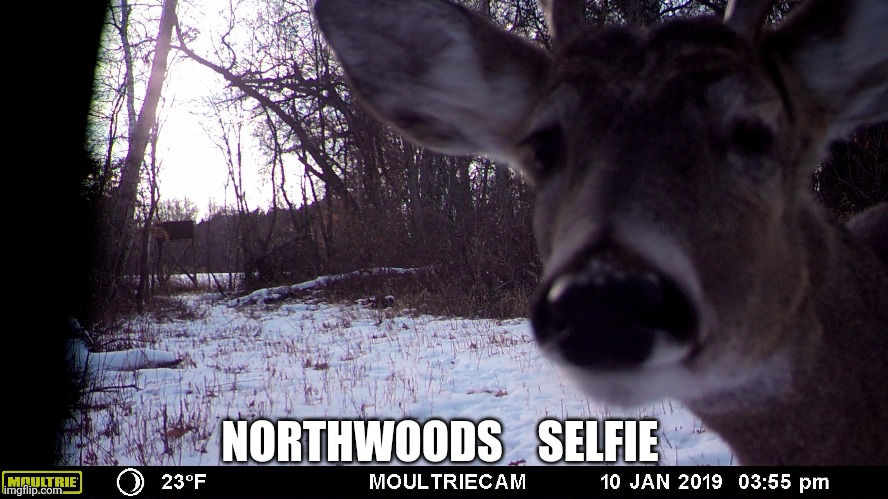 Northwoods selfie |  NORTHWOODS    SELFIE | image tagged in deer | made w/ Imgflip meme maker