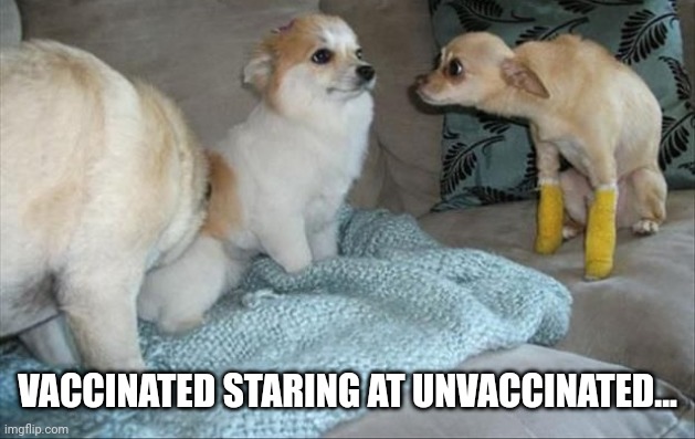 Dog Stares at dog | VACCINATED STARING AT UNVACCINATED... | image tagged in dog stares at dog | made w/ Imgflip meme maker