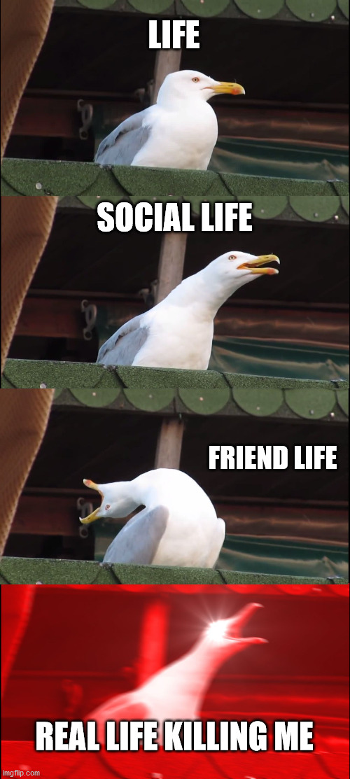 Social Life, Real Life, and someting else | LIFE; SOCIAL LIFE; FRIEND LIFE; REAL LIFE KILLING ME | image tagged in memes,inhaling seagull | made w/ Imgflip meme maker