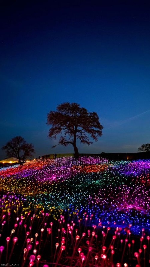 Weird garden | image tagged in garden | made w/ Imgflip meme maker