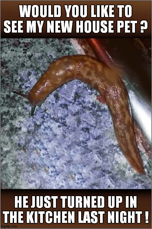 What A Pretty Creature ! | WOULD YOU LIKE TO SEE MY NEW HOUSE PET ? HE JUST TURNED UP IN THE KITCHEN LAST NIGHT ! | image tagged in pets,slug,dark humour | made w/ Imgflip meme maker