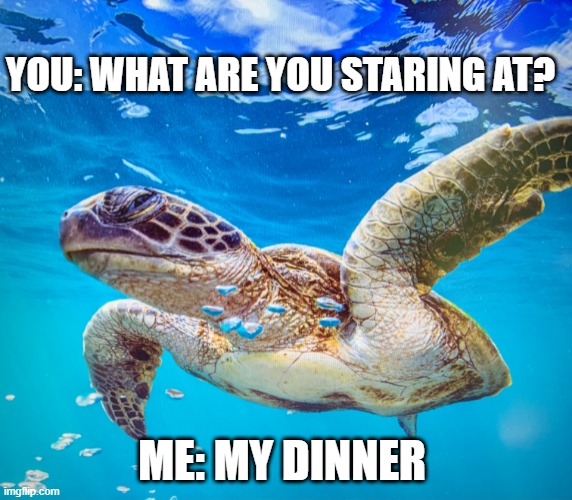 YOU: WHAT ARE YOU STARING AT? ME: MY DINNER | image tagged in staring fish | made w/ Imgflip meme maker