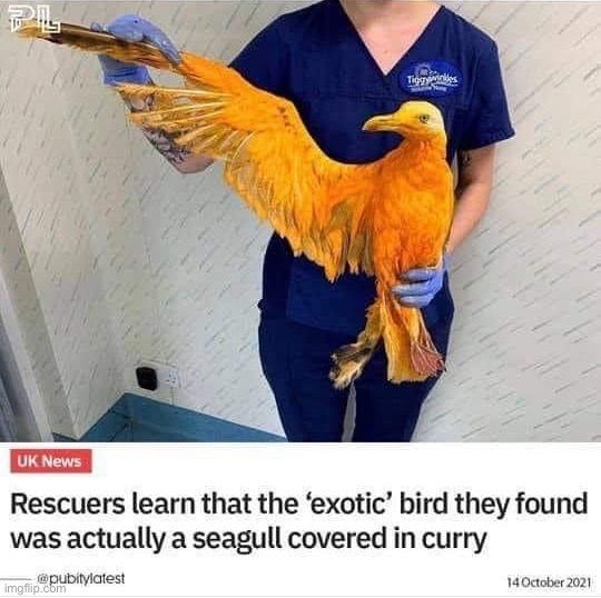 Seagull covered in curry | image tagged in seagull covered in curry | made w/ Imgflip meme maker