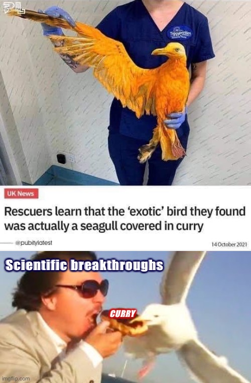 [science 0, curry 1] |  Scientific breakthroughs; CURRY | image tagged in seagull covered in curry,swiping seagull,science,zero,curry,one | made w/ Imgflip meme maker