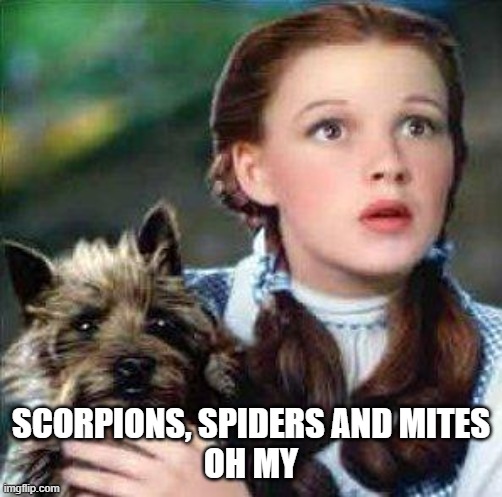 dorothy | SCORPIONS, SPIDERS AND MITES
OH MY | image tagged in dorothy | made w/ Imgflip meme maker